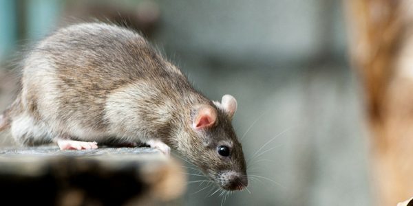 Objective of holding rodent control