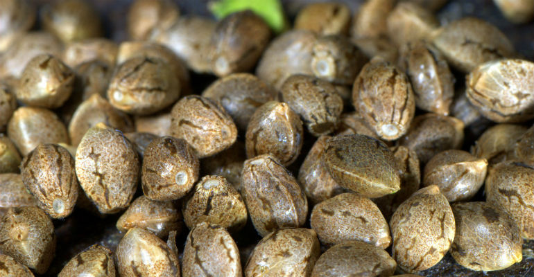 Description And Details Of Cannabis Seed