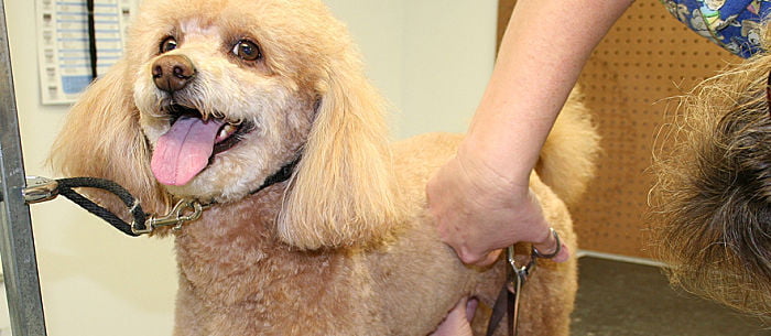 Why should you groom your dog?